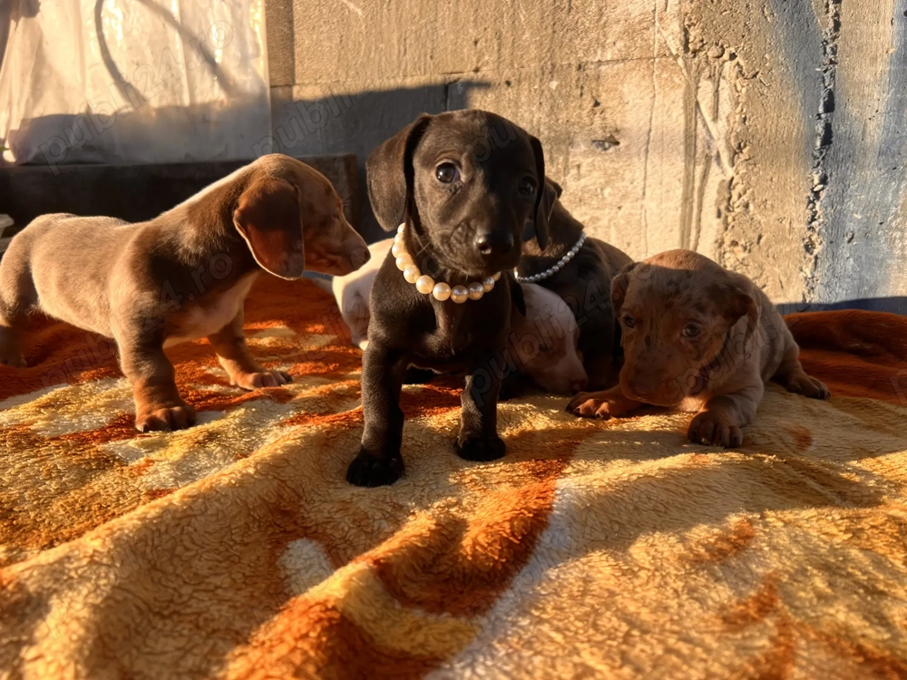 Femela teckel 6 saptamani