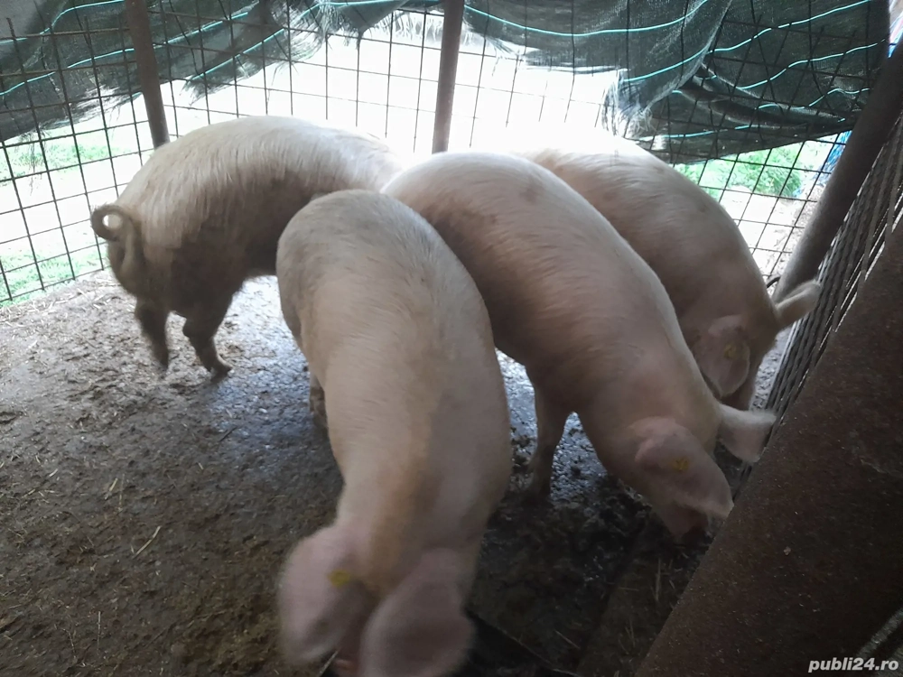 Vand porci grasi intre 100-120 kg,pret 15lei kg in Varciorog.telefon: 