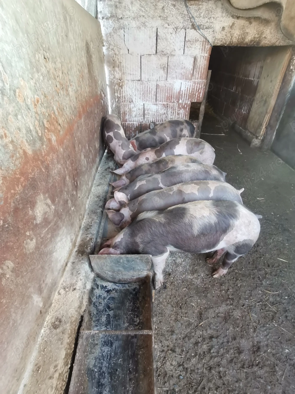 Vând purcei pietrean 