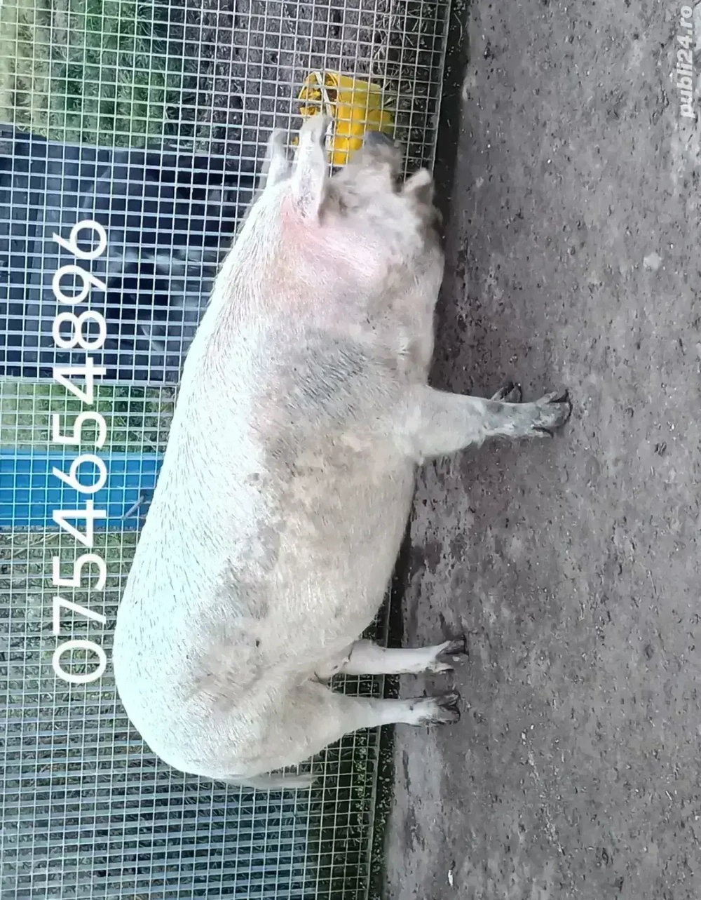 Porc de vanzare