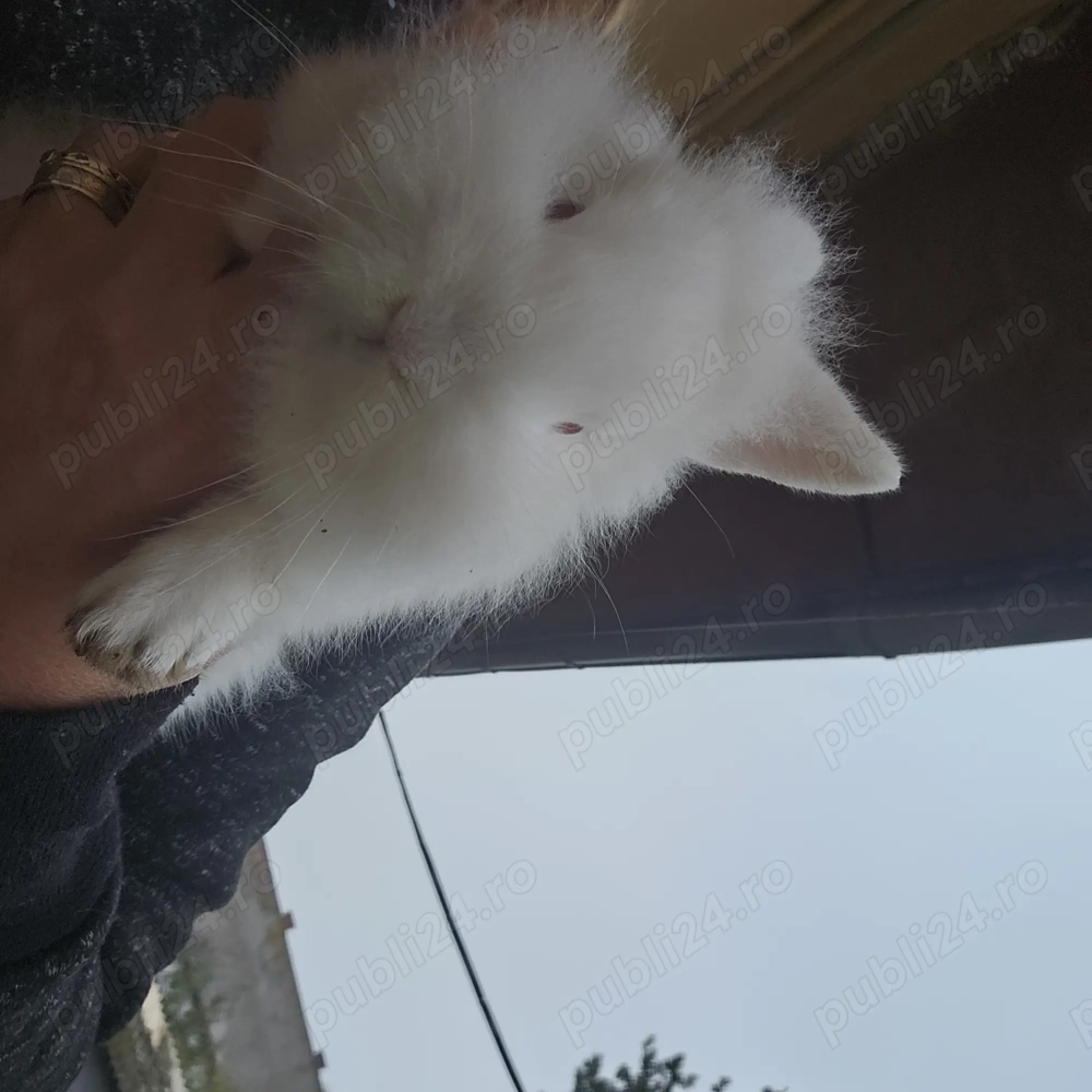 Iepurași cap de leu 