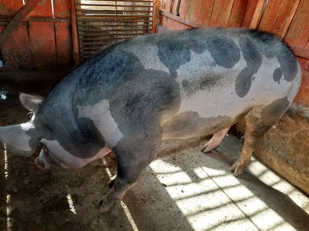 Donez Porc Unei familii nevoiase!