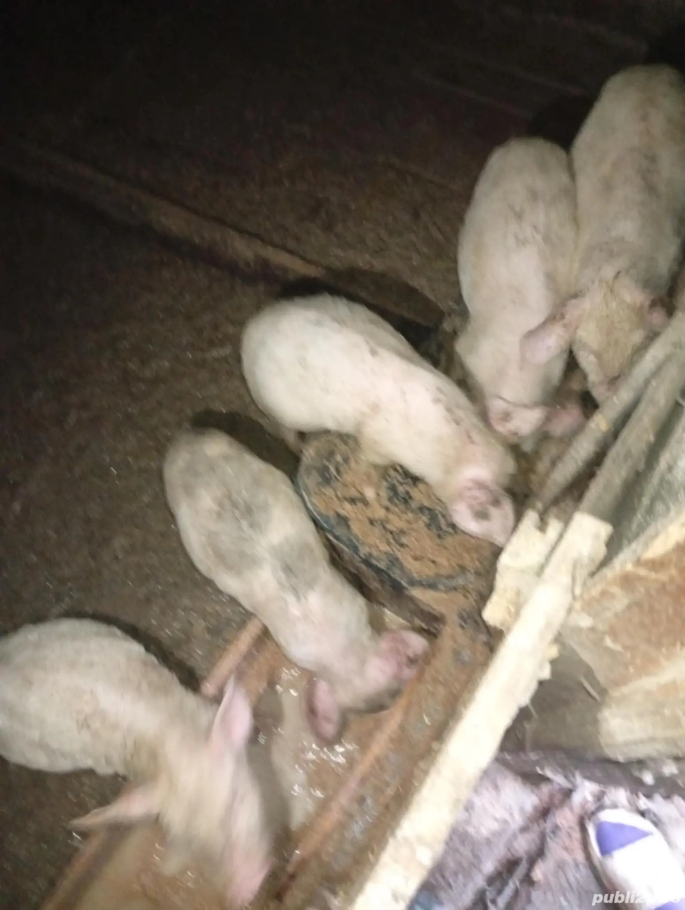 vand purcei de 18 kg 350 lei