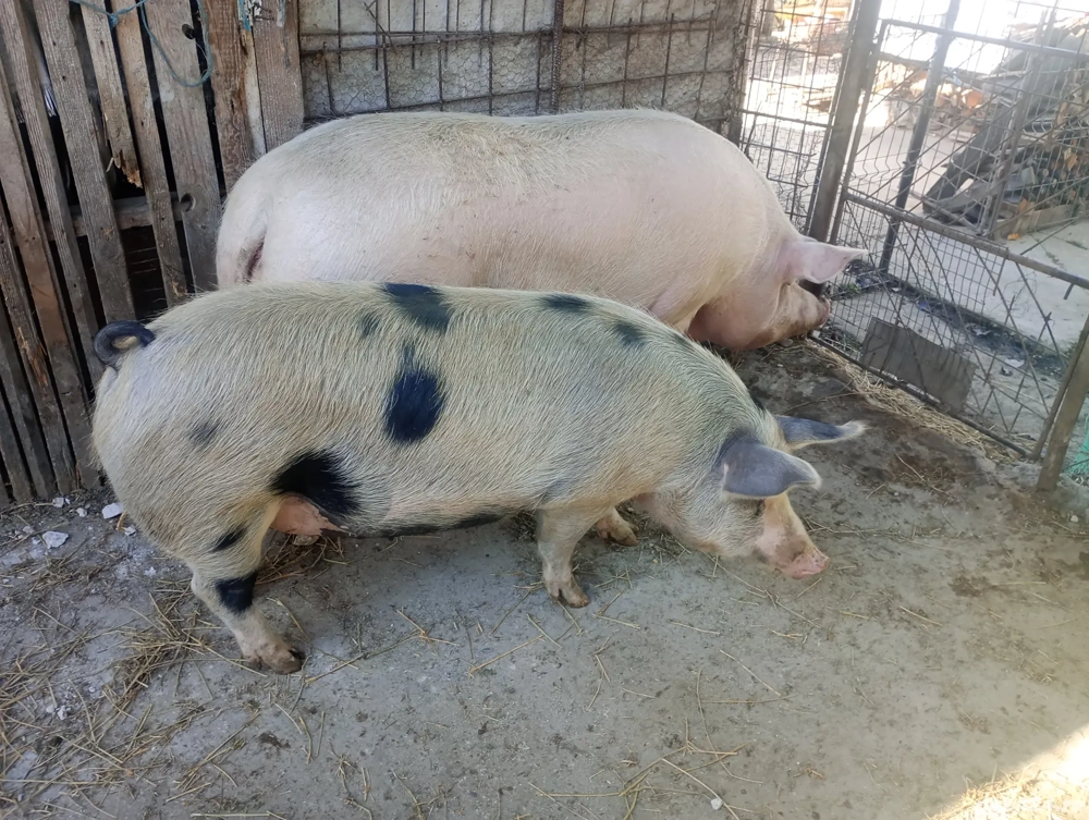 de vânzare unul dintre cei doi 