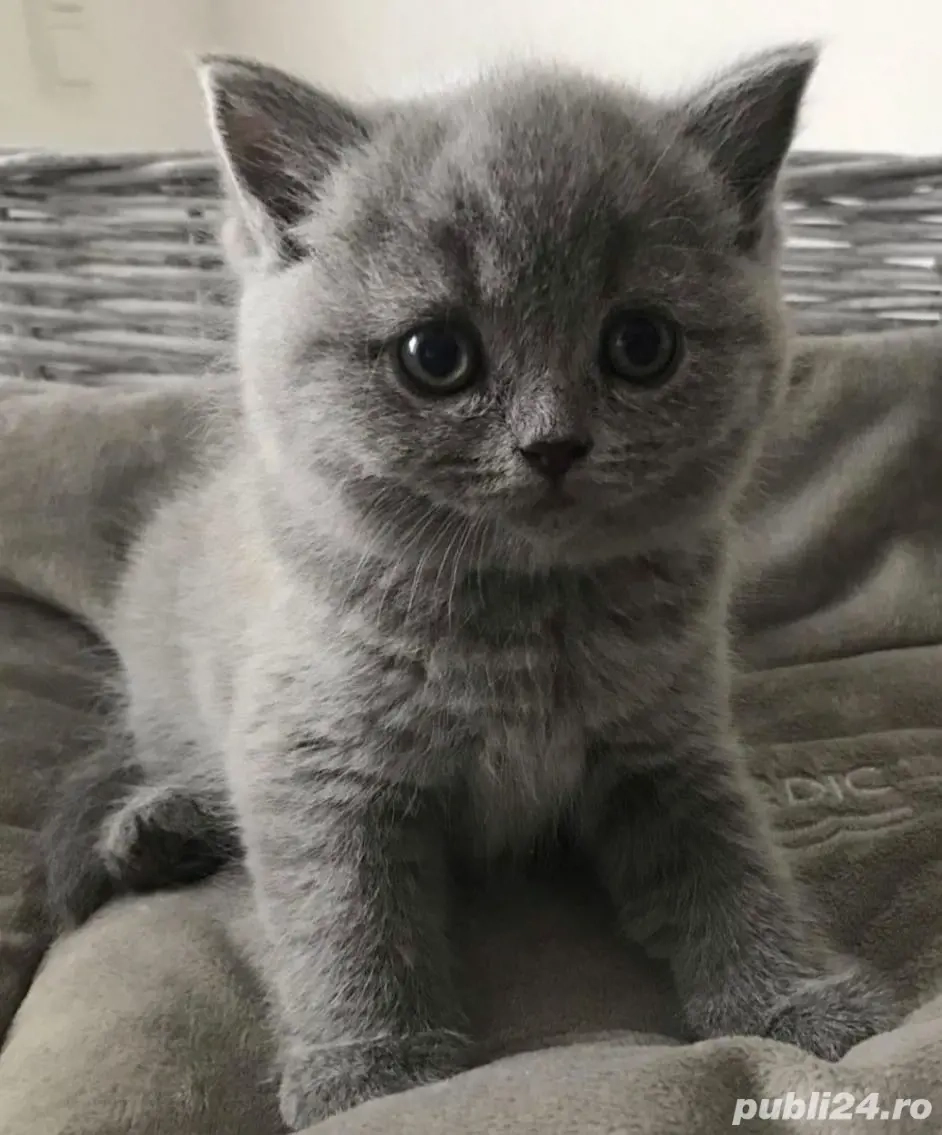 British Shorthair blue 