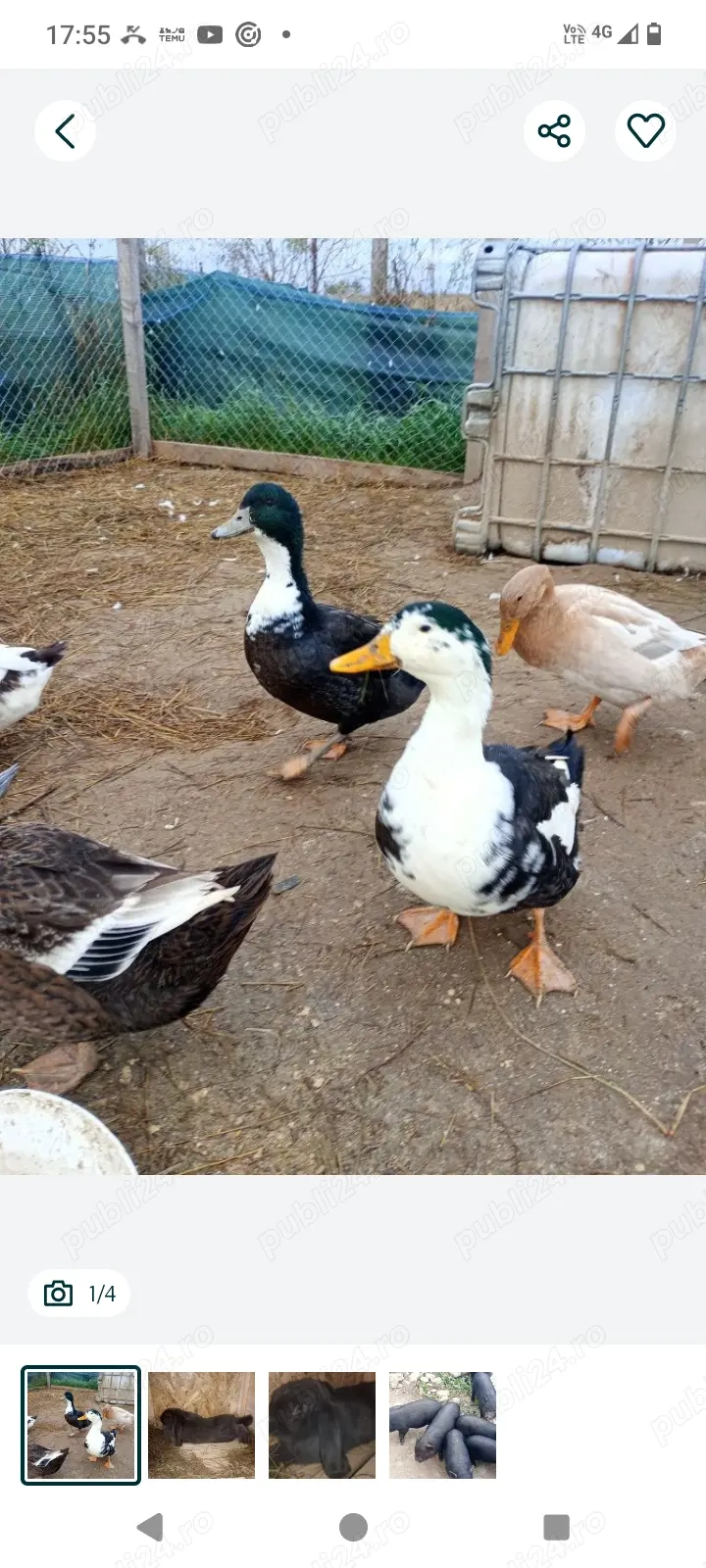 Vând rate de anul acesta