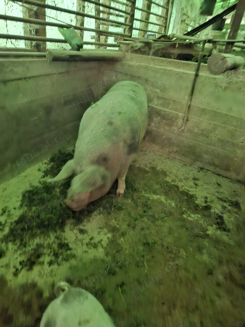 Vând porci de rasă și de carne