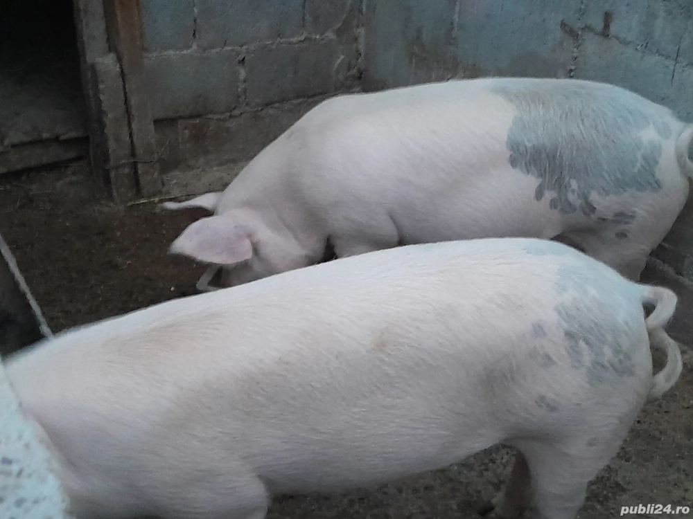 Purcei de  vânzare. 