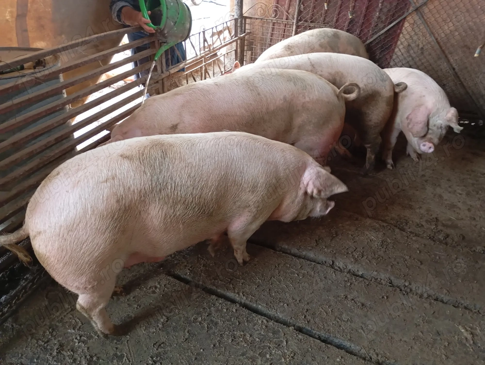 Vând Porci Grași 