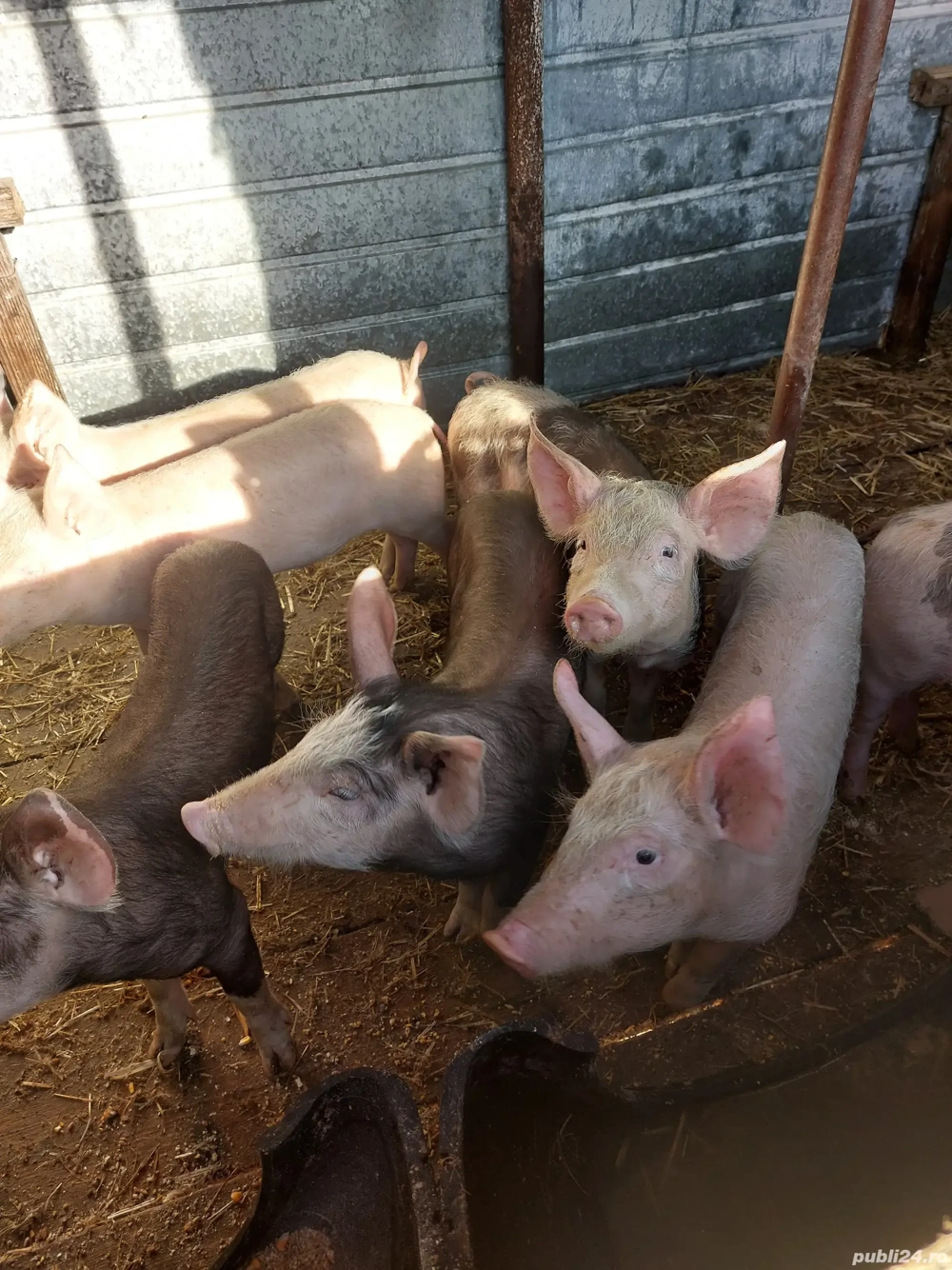 salut vănd purcei de 9 săptămâni zimni ea teleorman pret 600 lei nr  