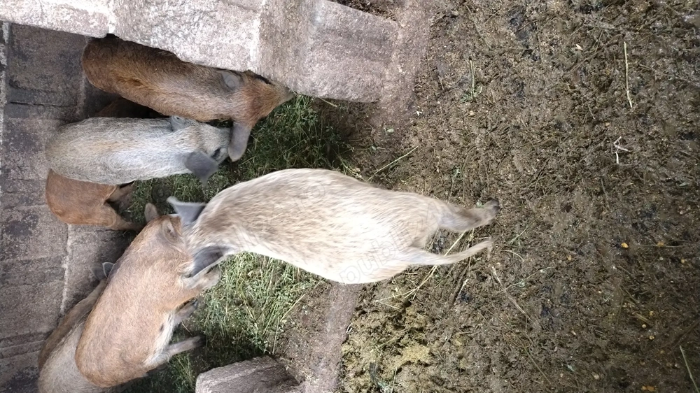 Vând purcei rasa mangalița 