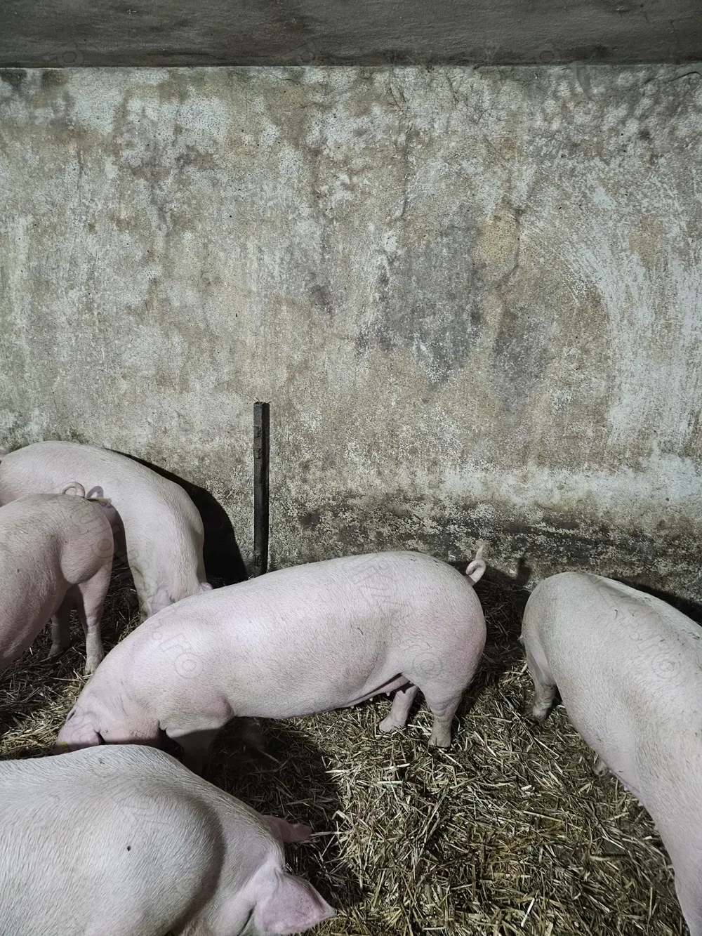 Vând Scrofițe pentru Reproducție LANDRACE 