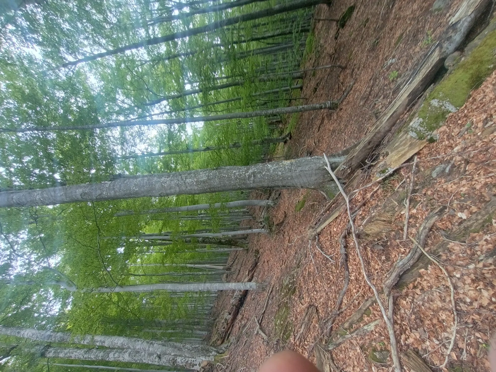 Pădure de fag de vanzare 