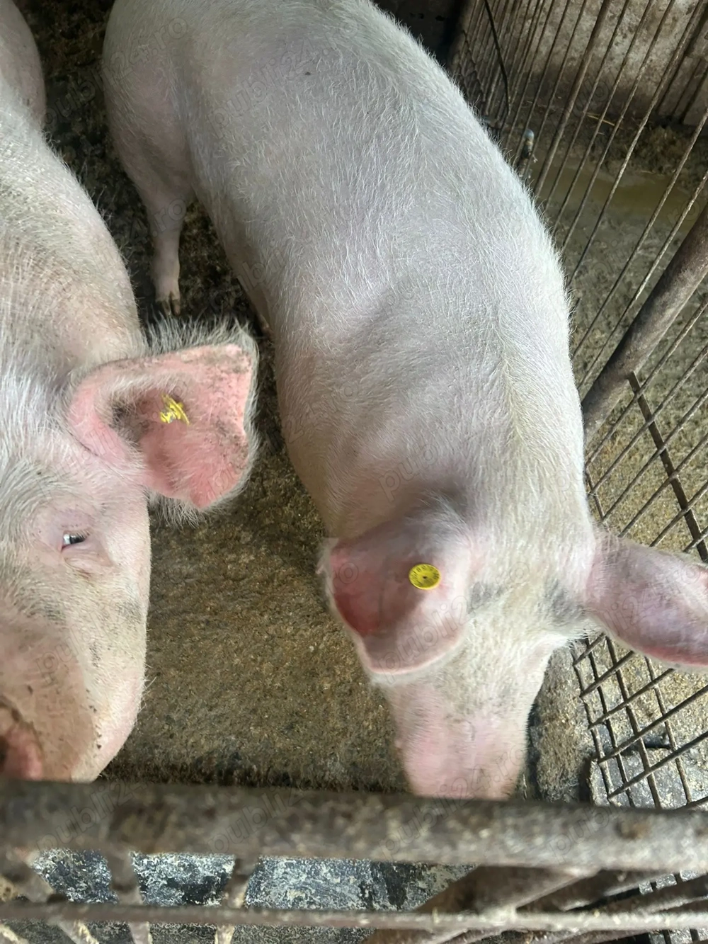 Porci de vânzare , făget 