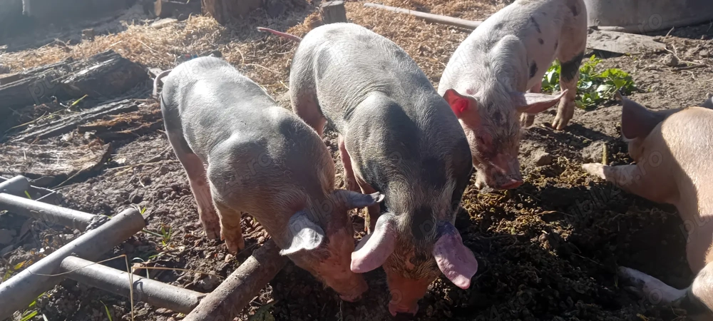 Purcei 8 saptamani disponibili, deparazitați!