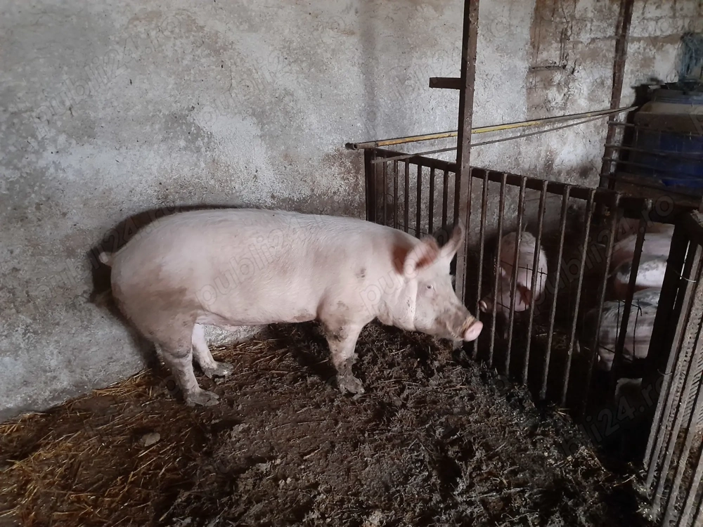 Porci de vanzare