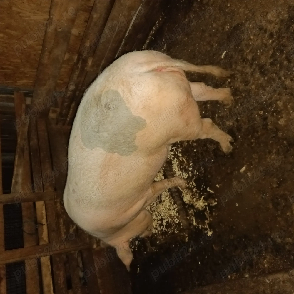 Vând purcea de carne