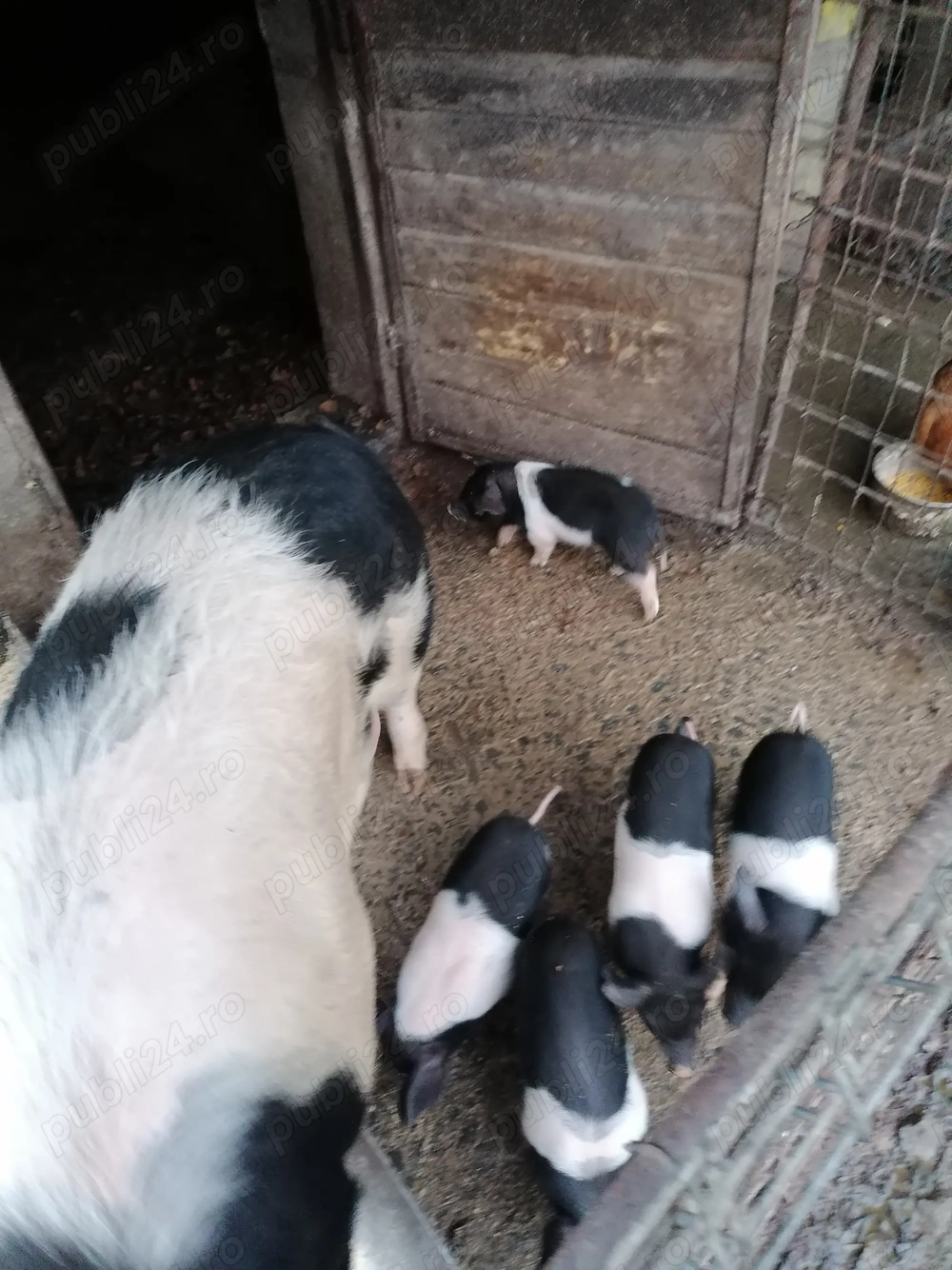 Purcei Bazna de vânzare 