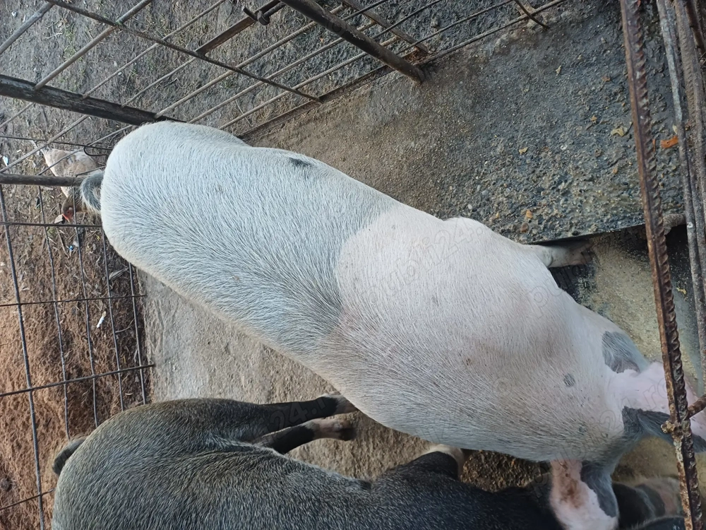 Vând porc 140 150kg brad  