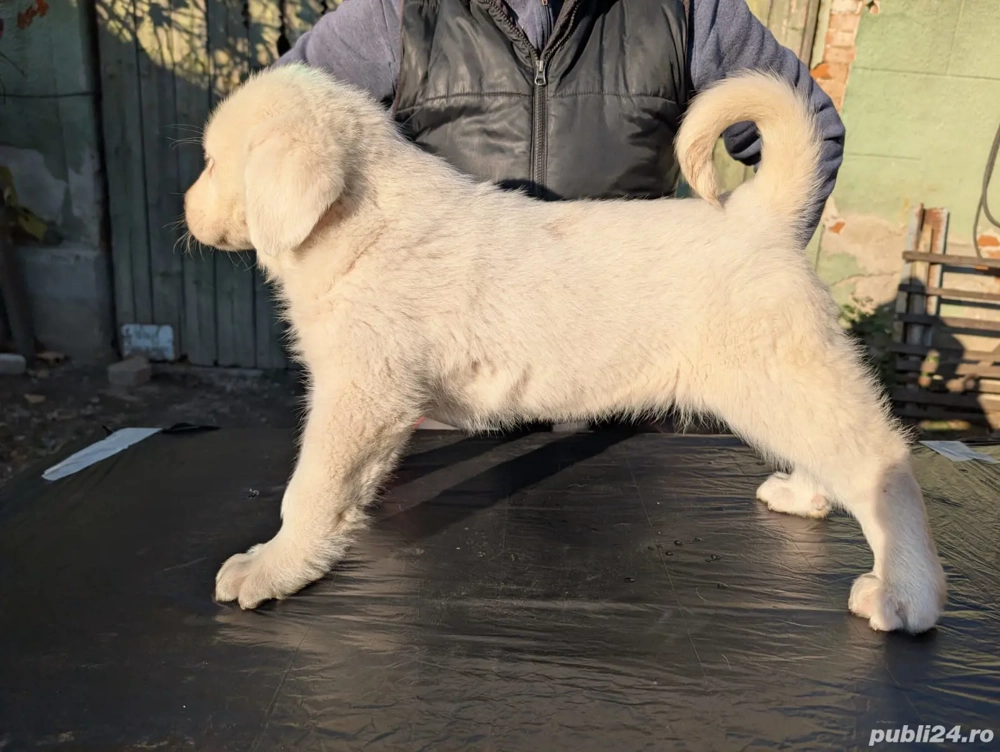 Căței Ciobanesc Asia Centrală 