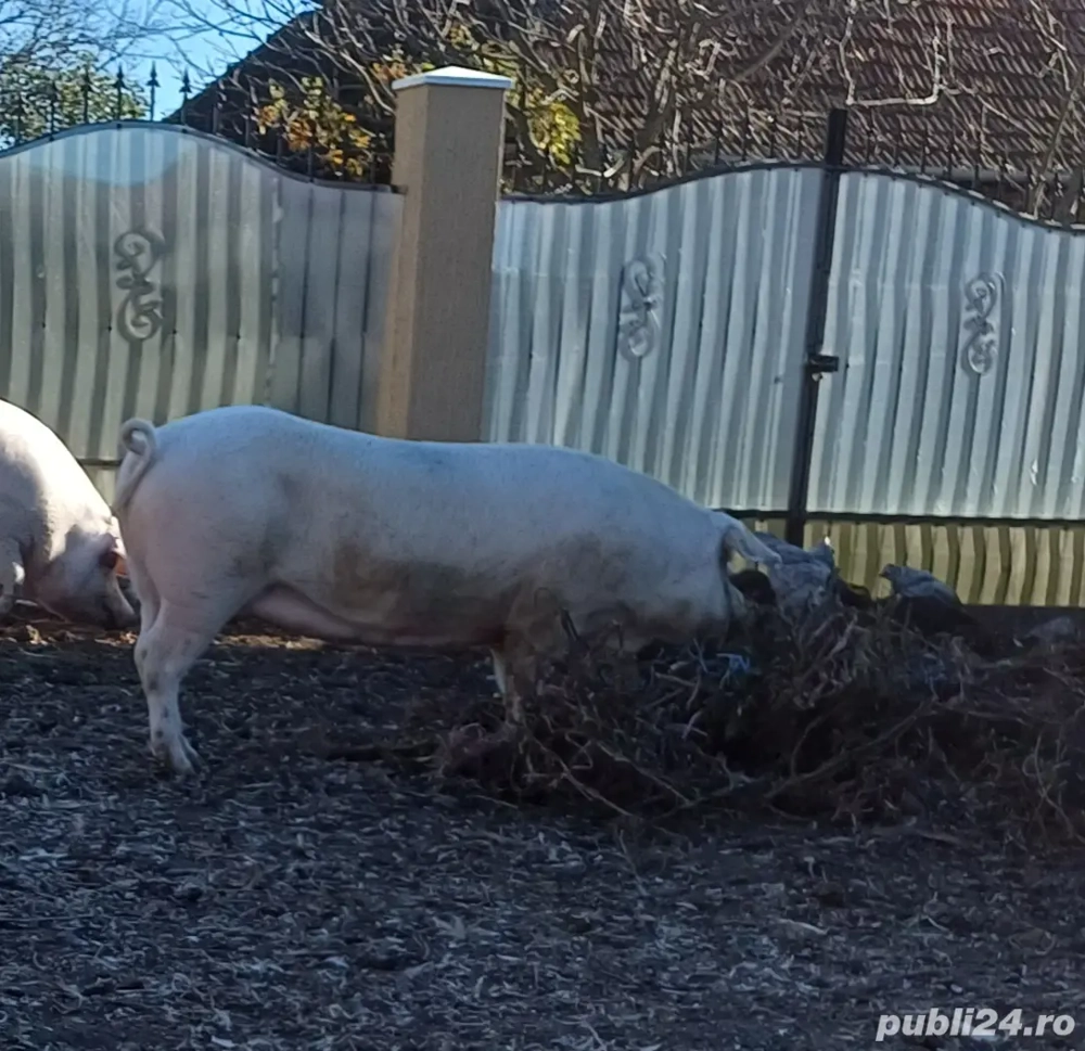 scrofita landras la prima fatare