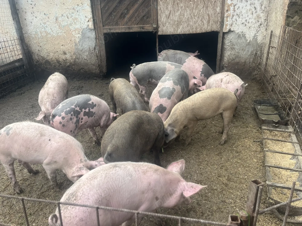 Porci ptr sacrificat
