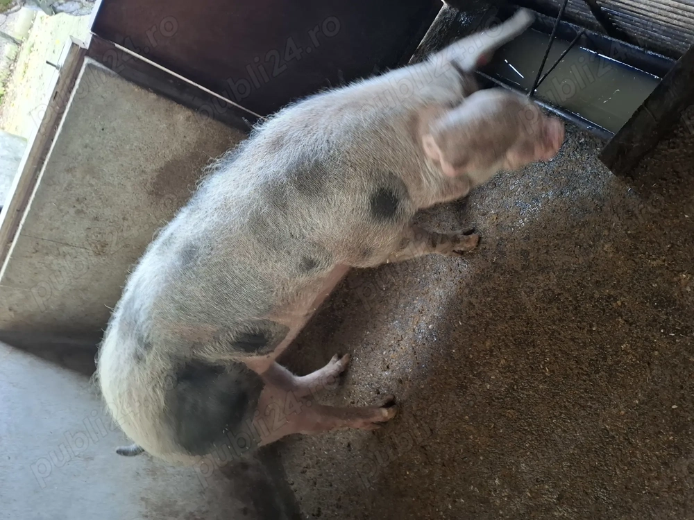 De vanzare o purceaua