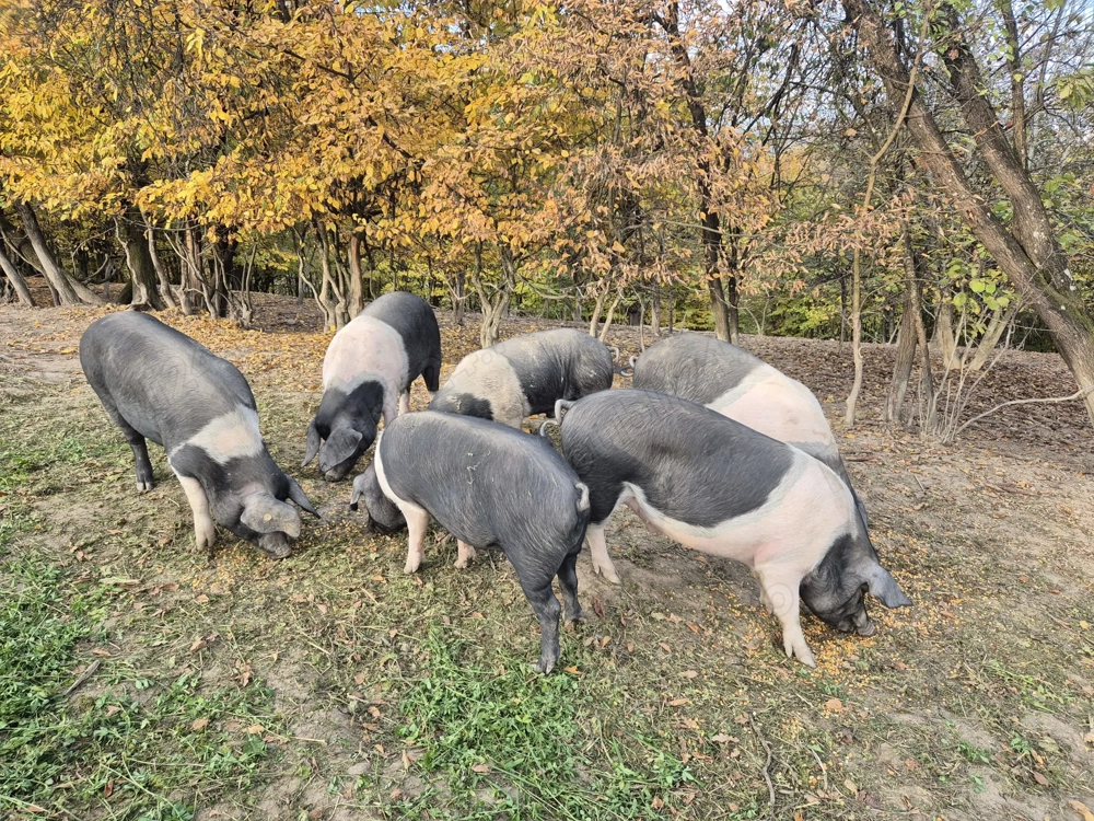 Porc bazna  crescut natural