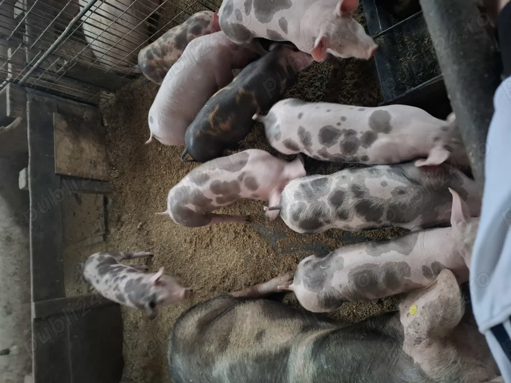 De vanzare o scroafa