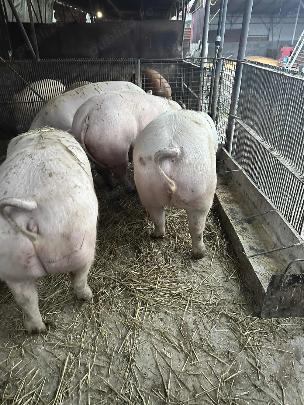 Porci de carne 160-230 kg