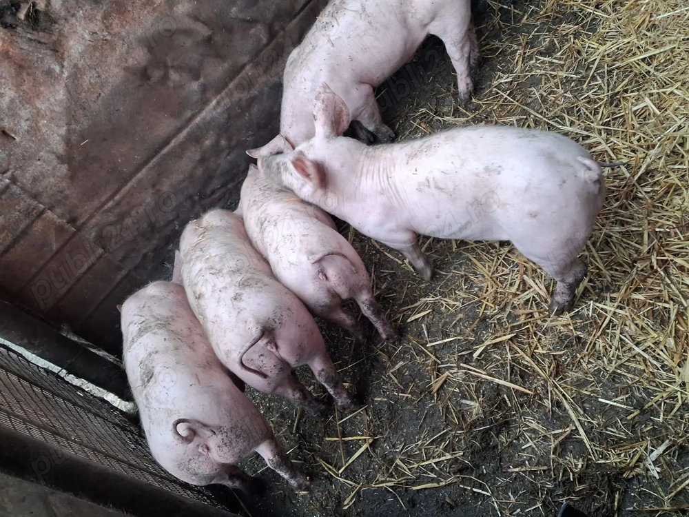 Purcei de vanzare rasa de carne pietrain