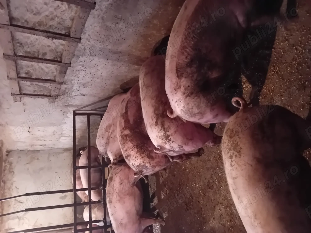 Porci de vanzare.....