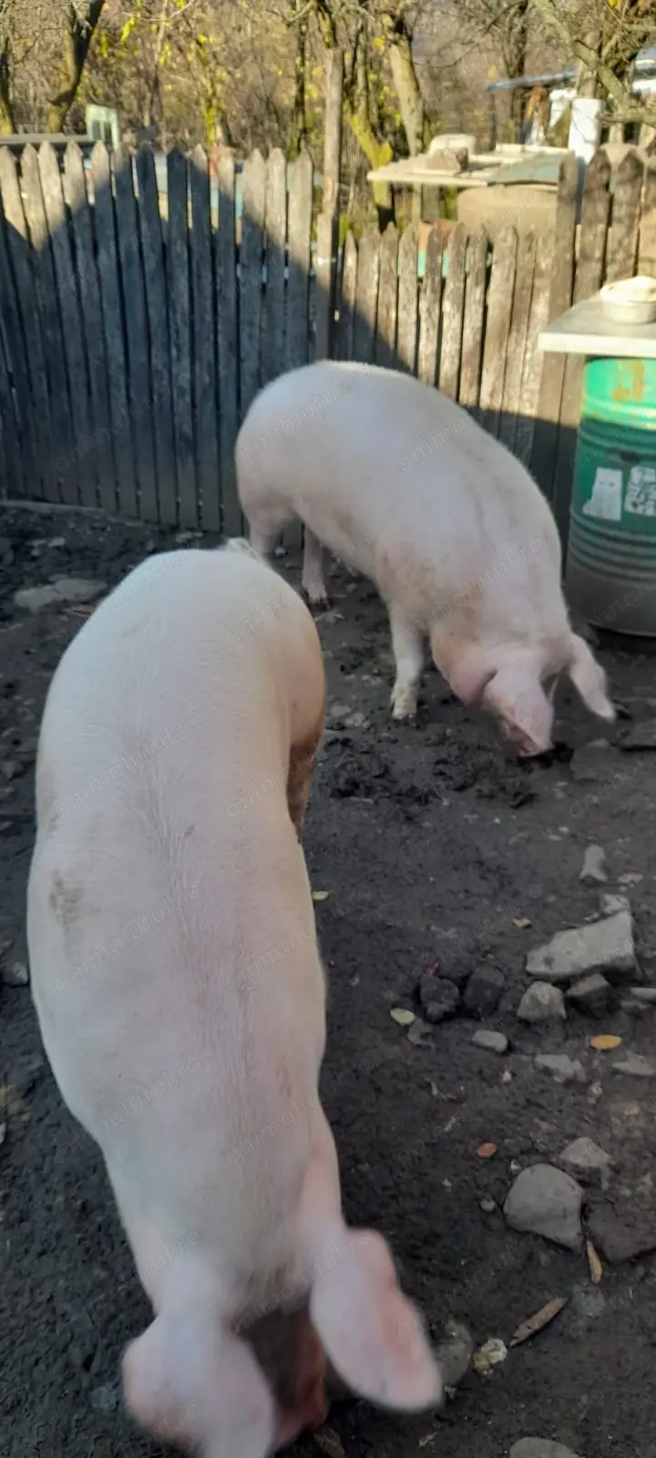 Vând porci crescuți la curte 