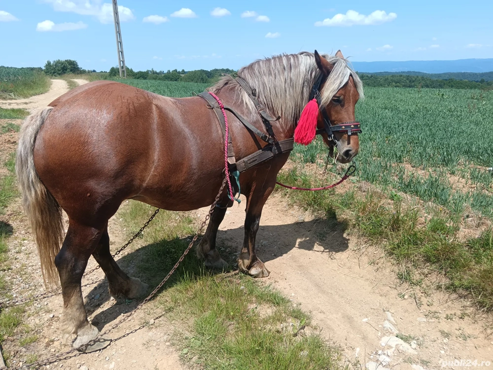 De vânzare sau schimb cu vaci