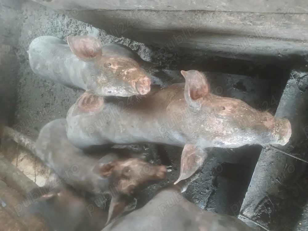 Porci pietrain rasă pură 