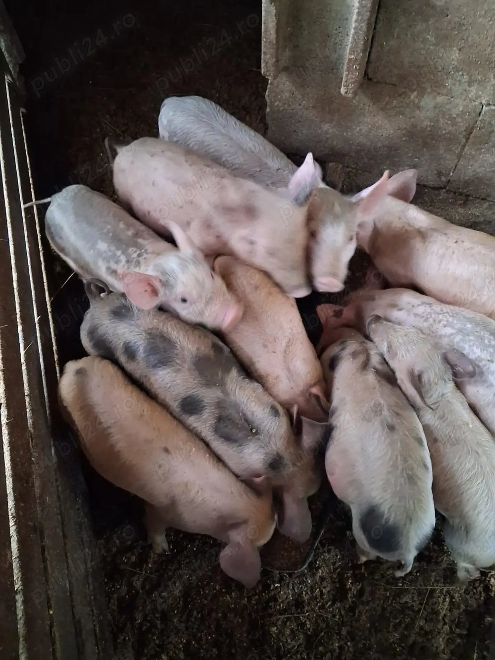 Purcei de vânzare 