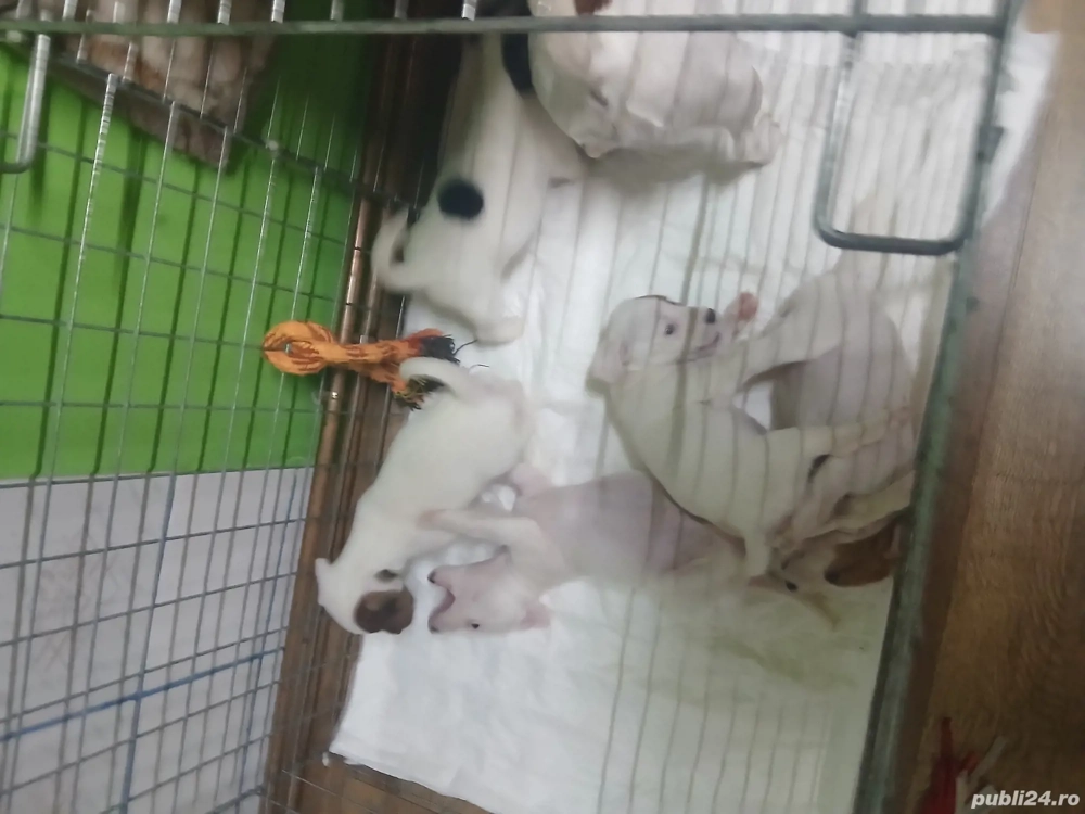 Jack russell terriers 