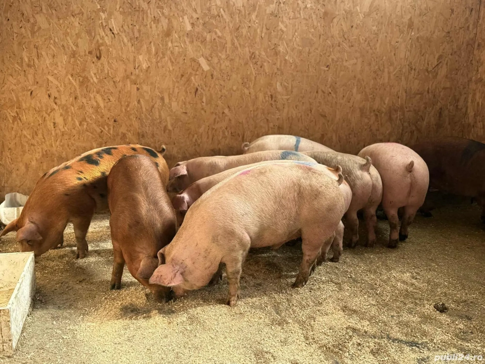 vand porci numai de carne 