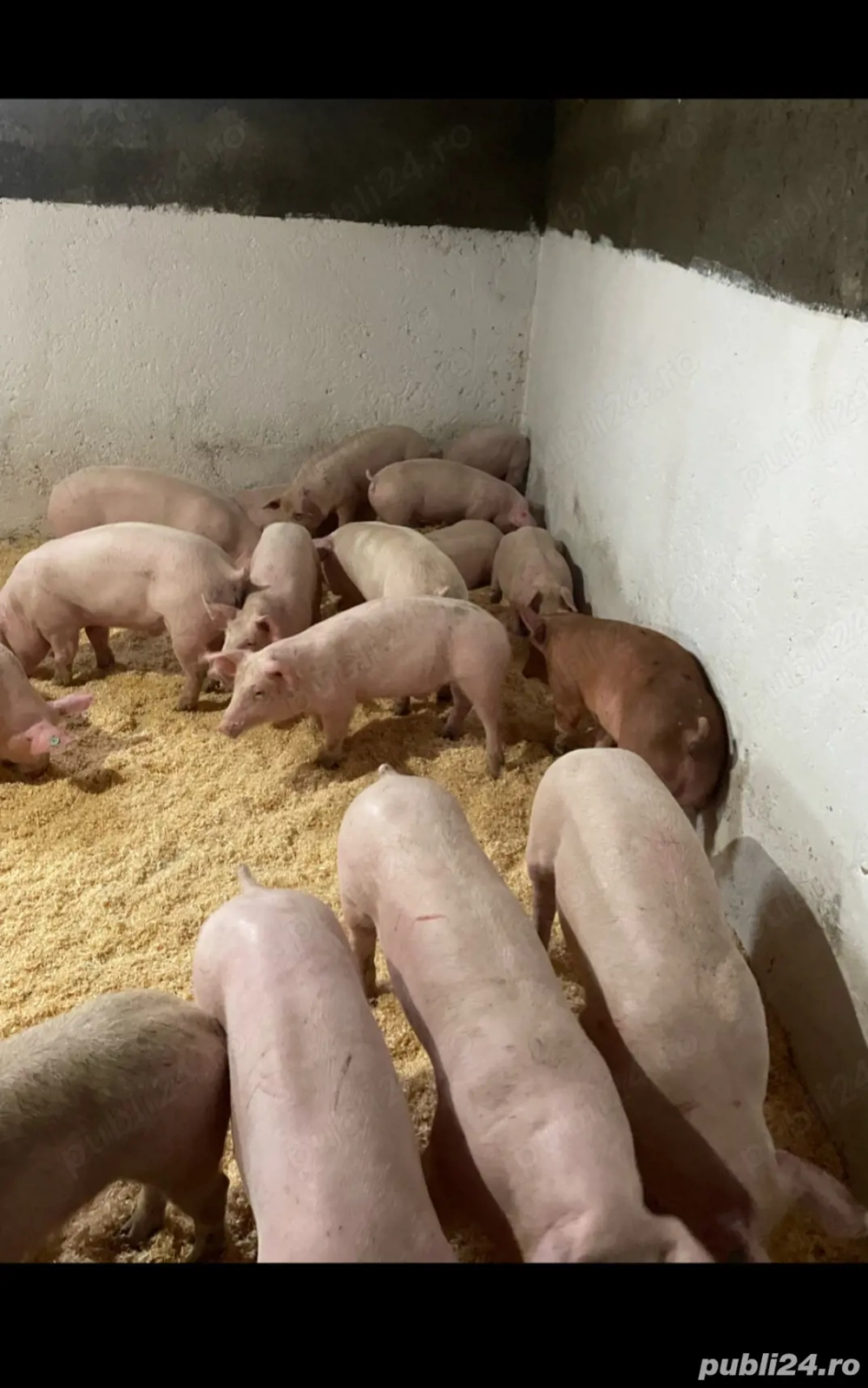 vand marfa frumoasa numai de carne 