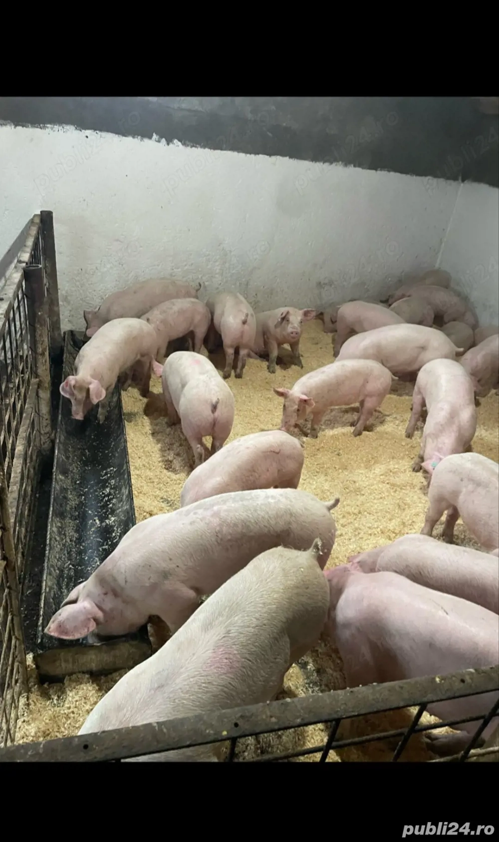 Vând porci foarte frumoși 