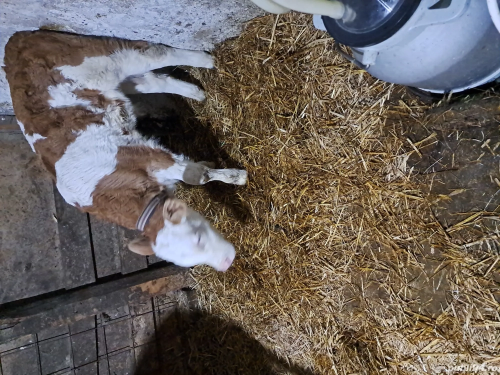 vind vitel baltat aproape 5 saptamini,