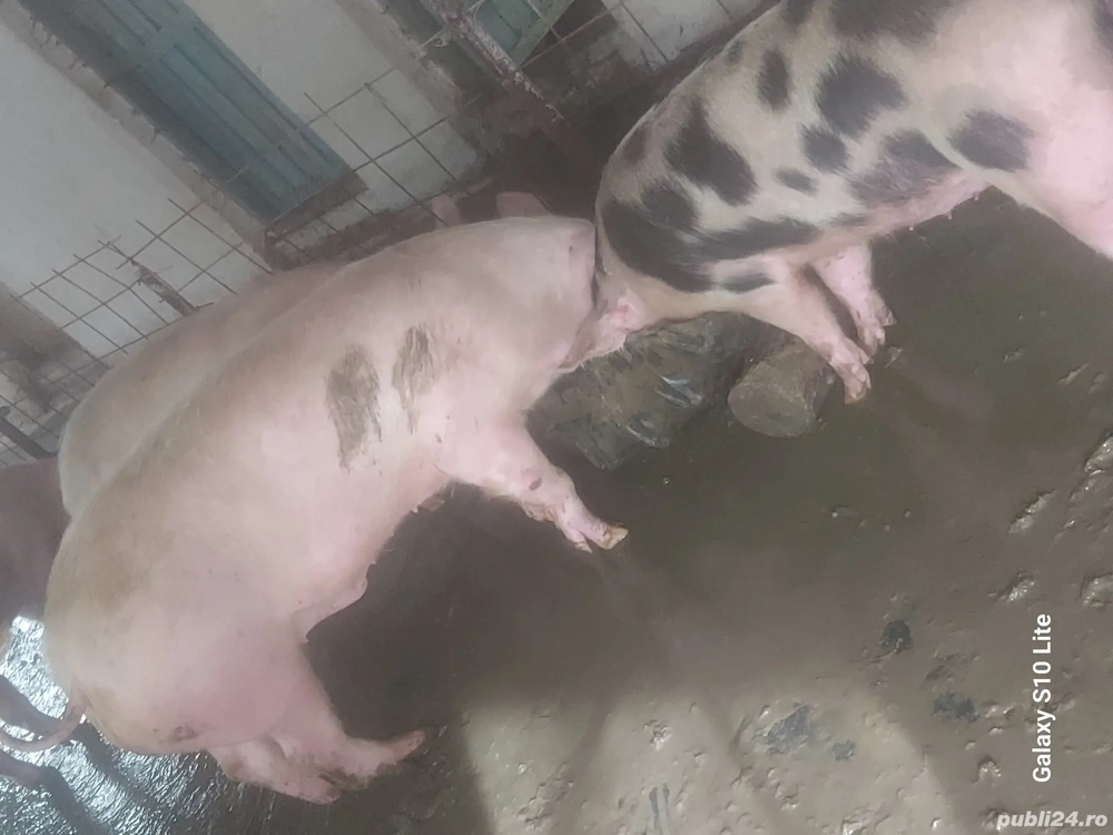 Porci pentru Crăciun 