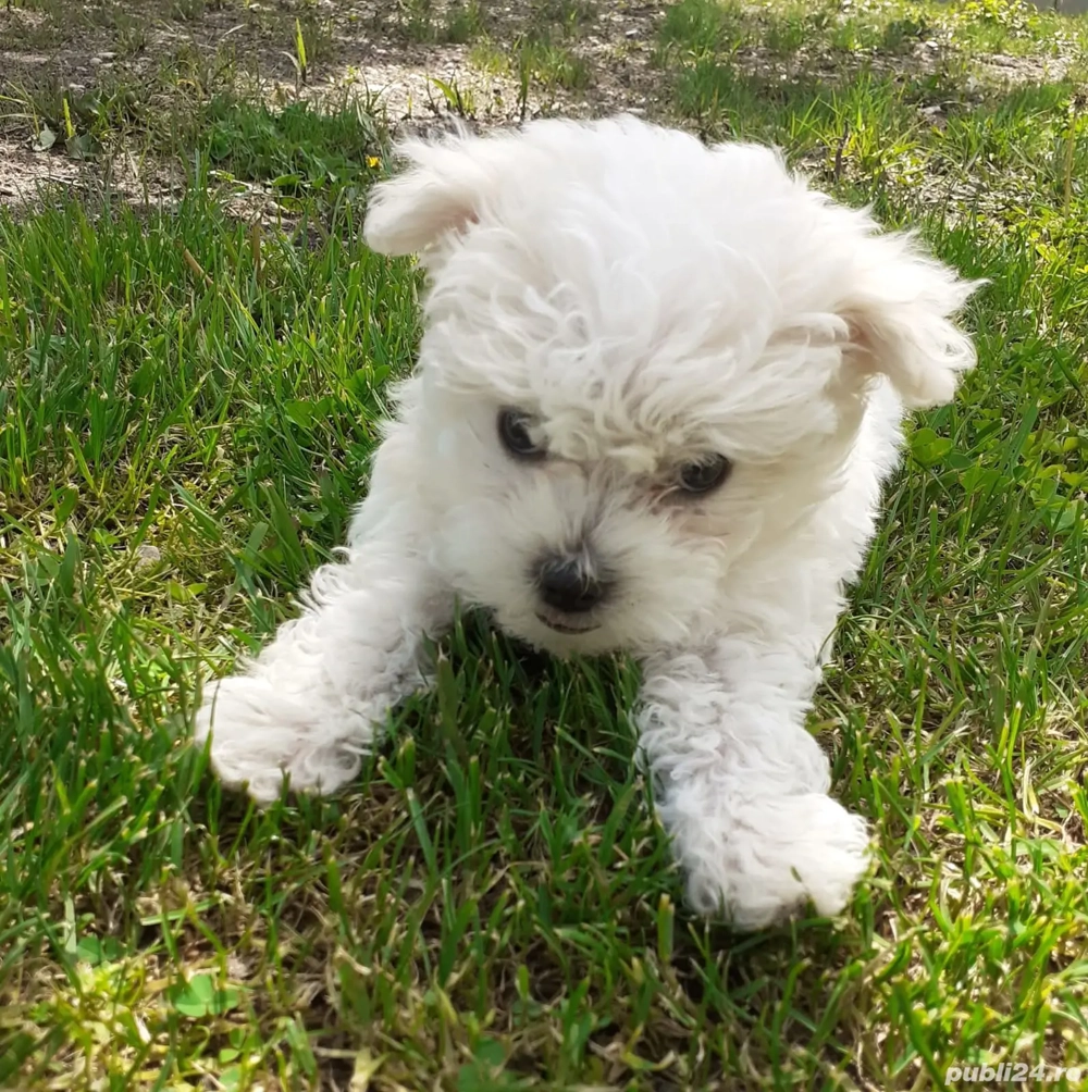 Bichon Maltez Mini Toy - 8 saptamani 