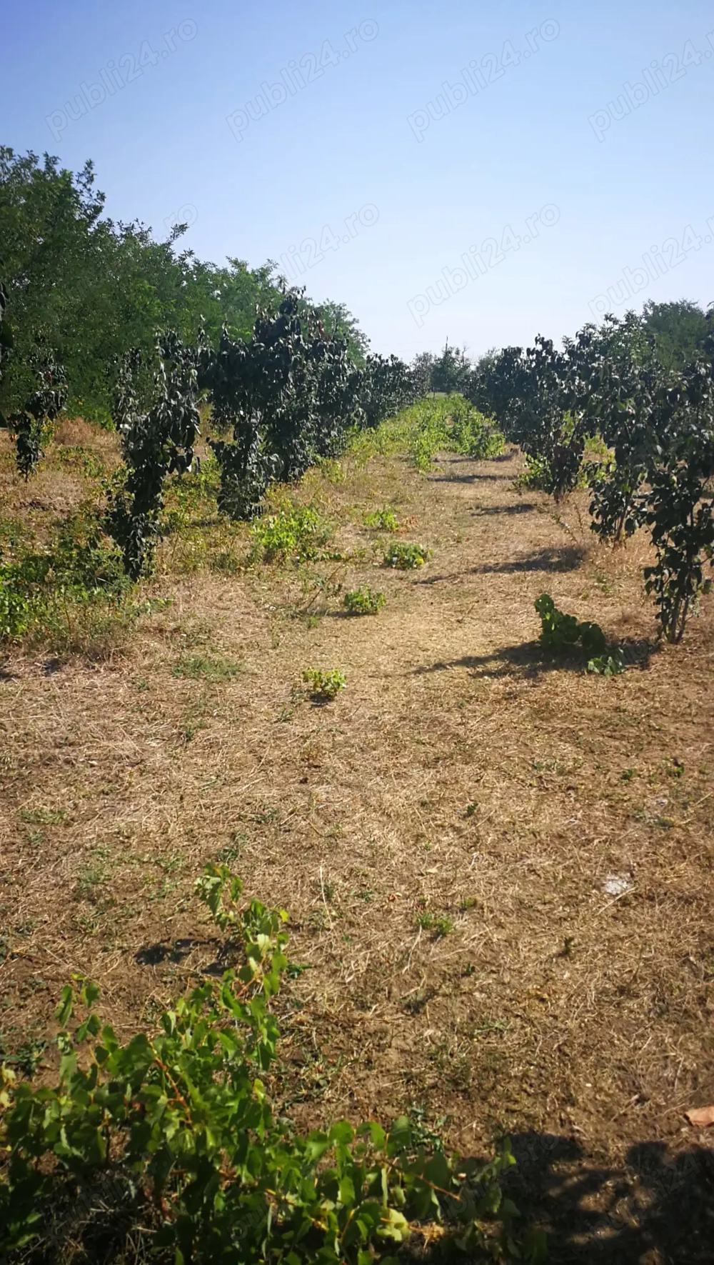 Teren Movilita Ialomița 1862mp cu put și livada gutui ,34 km de Bucuresti