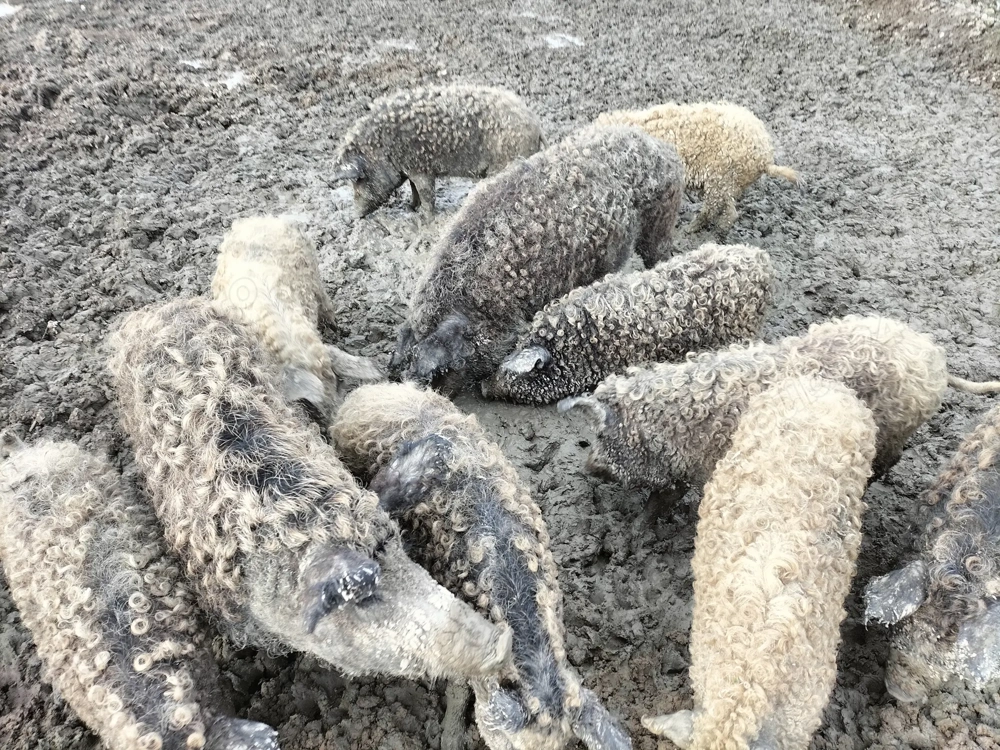 Mangalița pentru Crăciun 