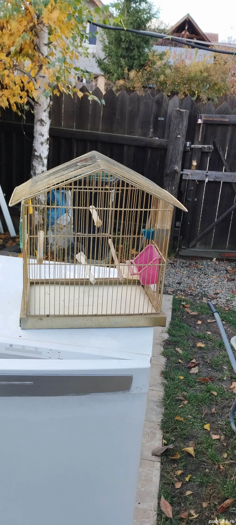 colivie păsări mici 