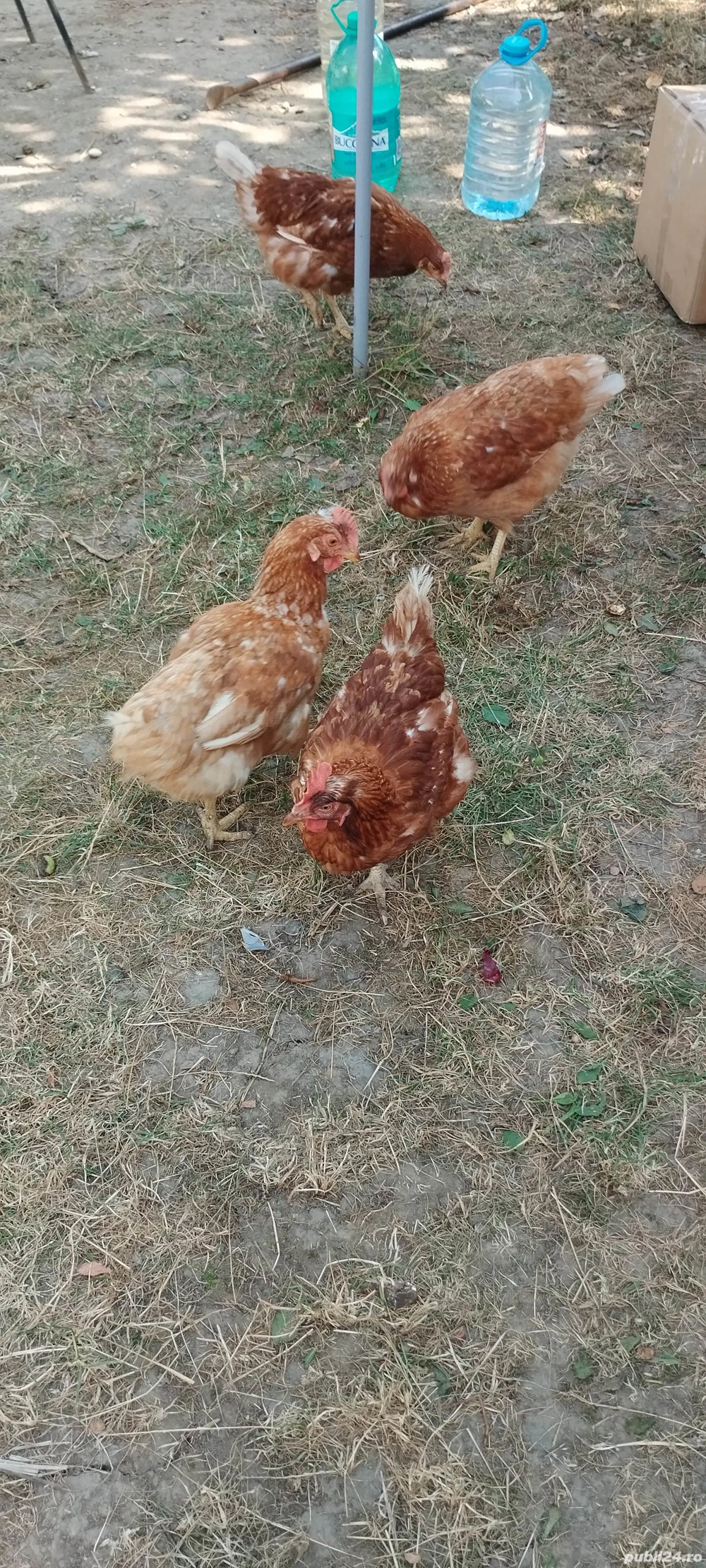 5 gaini crescute la casa 