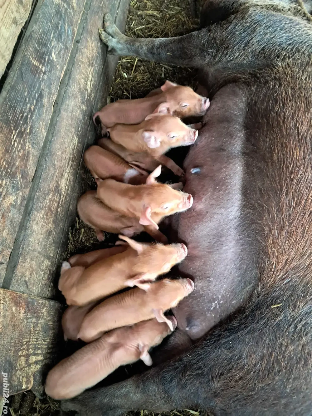 scroafă cu 12 purcei duroc 