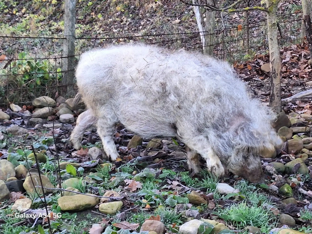 Porc mangalița 180 kg
