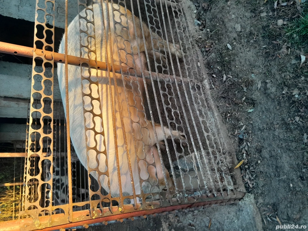 vând Porc crescut natural 11Luni nr tel  